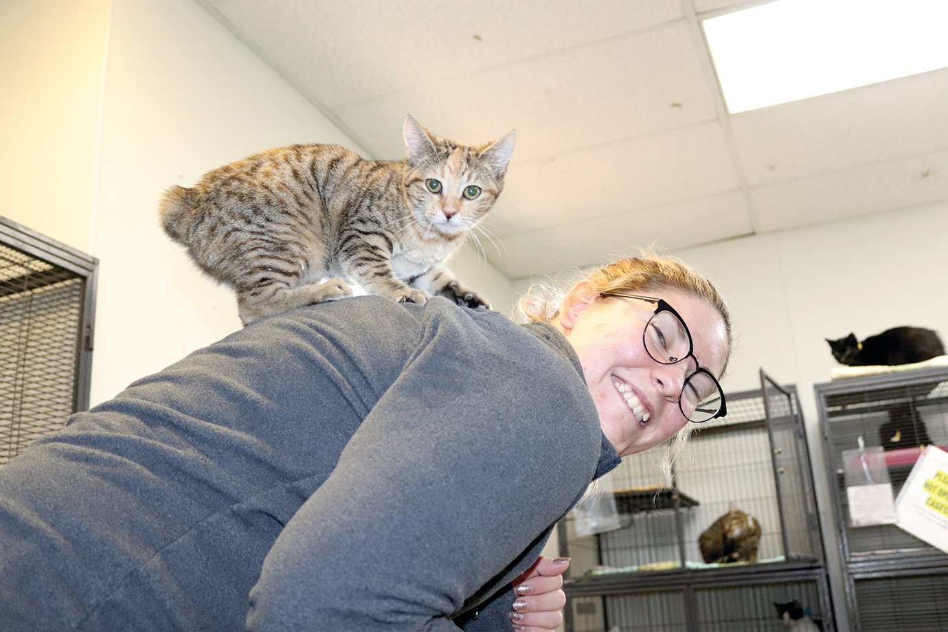Shelter reduces feline fees for holidays Journal Review